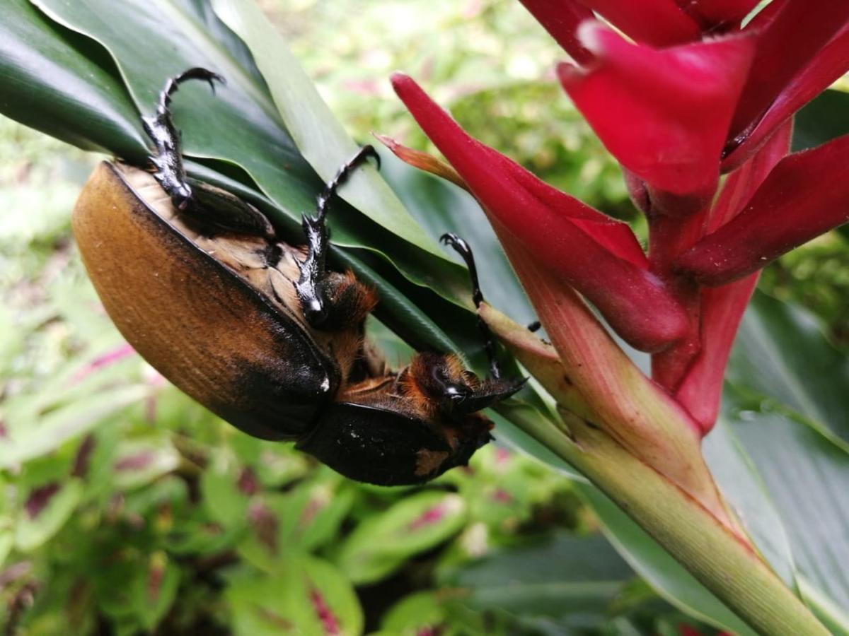 Cahuita Lodge מראה חיצוני תמונה