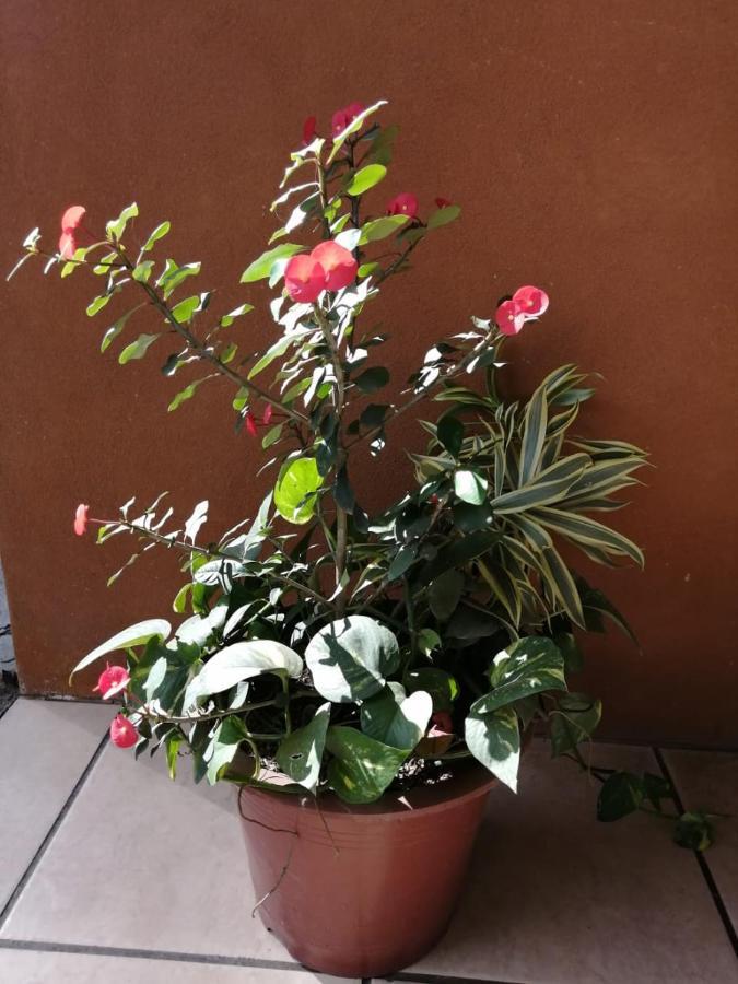 Cahuita Lodge מראה חיצוני תמונה