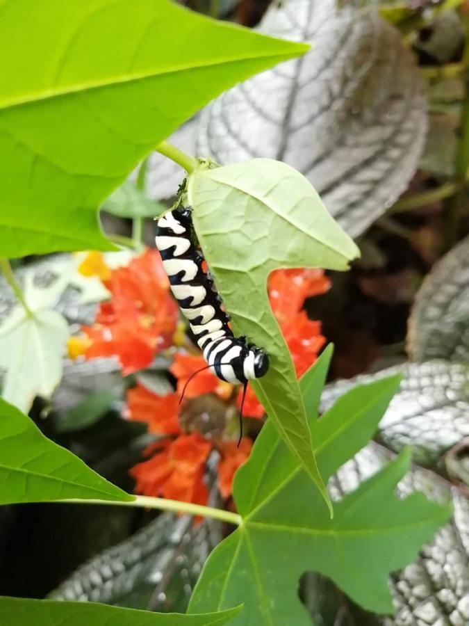 Cahuita Lodge מראה חיצוני תמונה