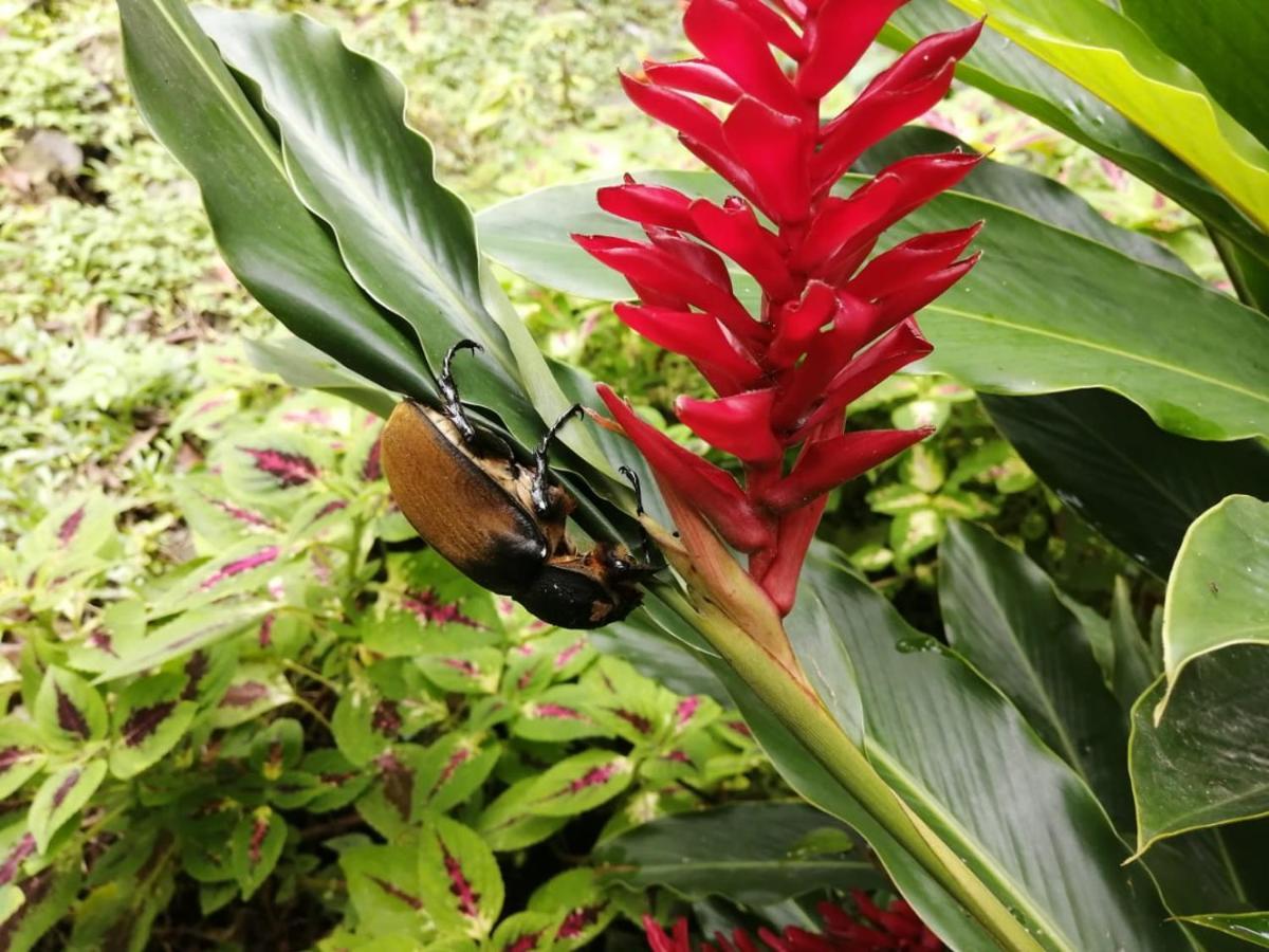 Cahuita Lodge מראה חיצוני תמונה